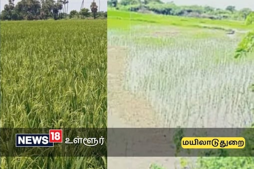 நெற்பயிர்