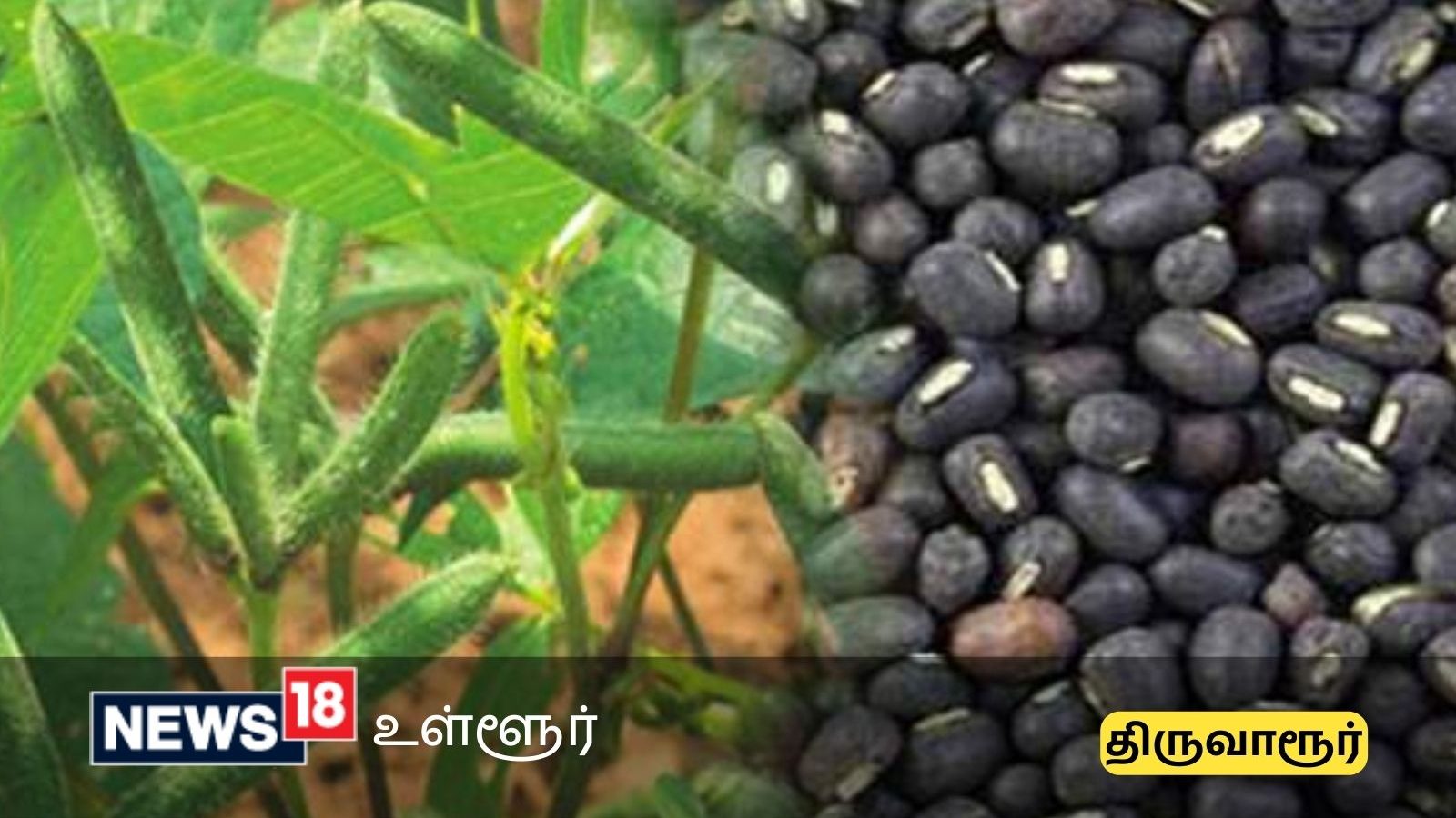 திருவாரூர் விவசாயிகள் கவனத்துக்கு.. உளுந்து சாகுபடிக்கு 100% மானியம் அறிவிப்பு.. விண்ணப்பிப்பது எப்படி?