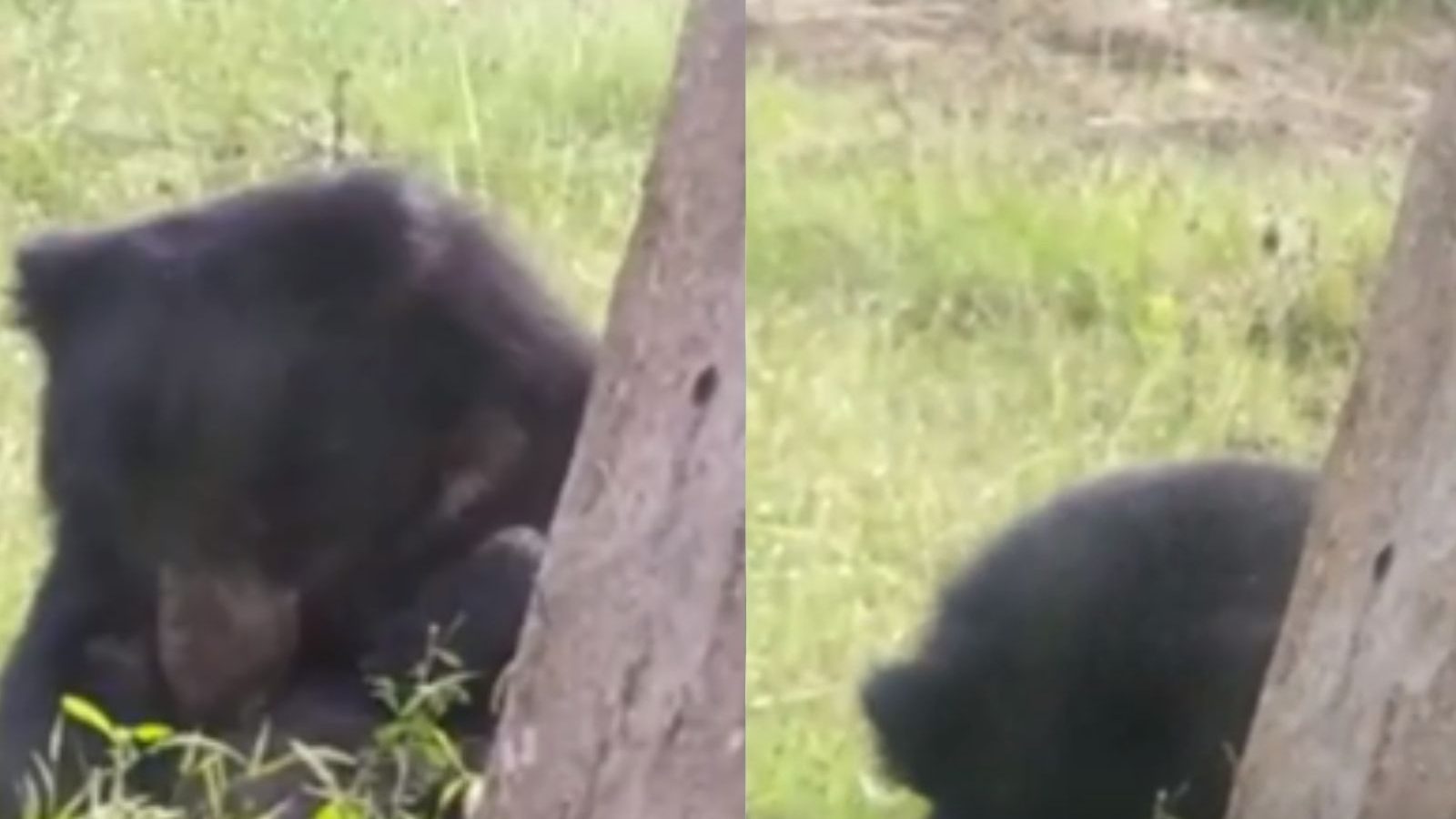 நெக்ஸ்ட்... ரெஸ்ட்டு... மசினகுடியில் மனிதர்களை போல ஹாயாக அமர்ந்திருந்த கரடி... போட்டோஸ்!