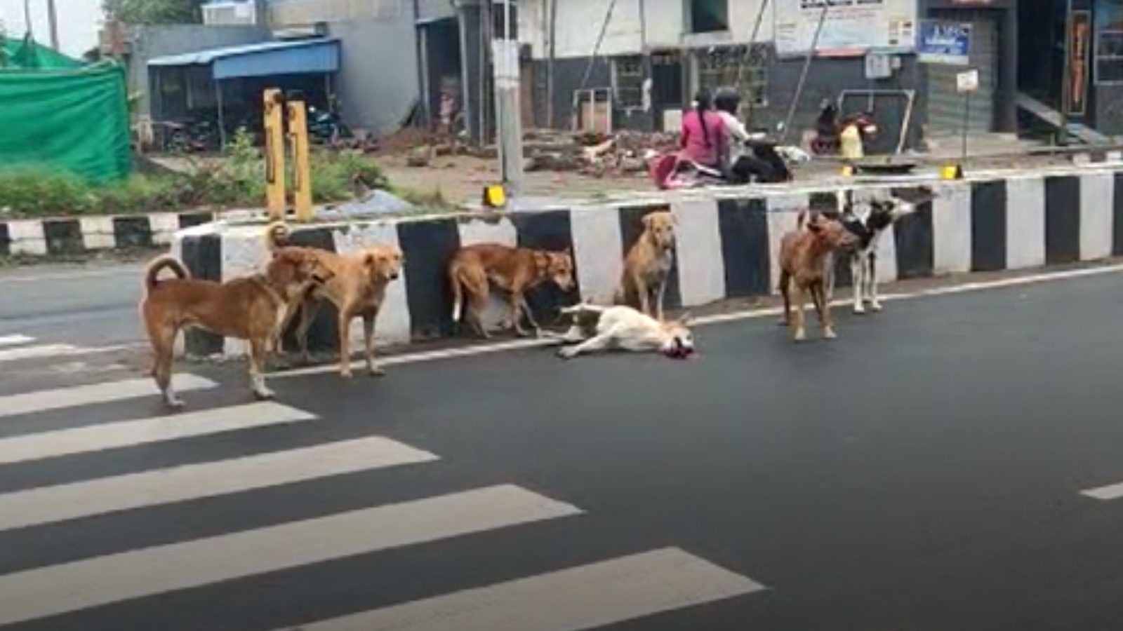 நண்பனை காப்பாத்துங்க.. சாலையில் அடிபட்ட நாய்க்காக ஒன்றுகூடிய தெரு நாய்கள்..!