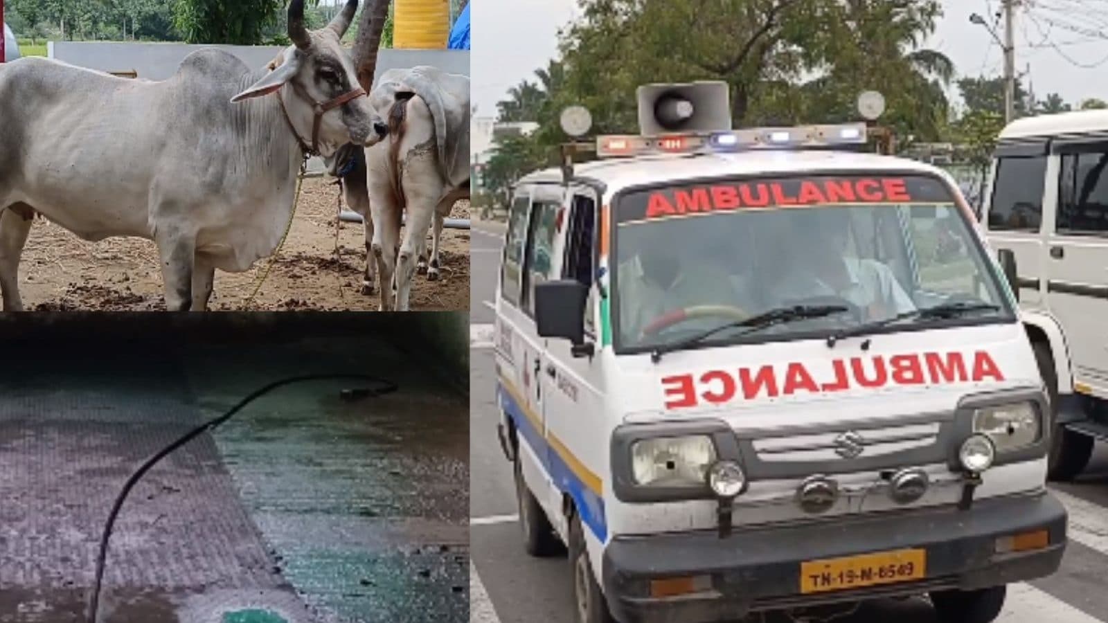 5 மாத கர்ப்பிணி பெண் மின்சாரம் தாக்கி உயிரிழப்பு.. திருப்பத்தூரில் சோகம்