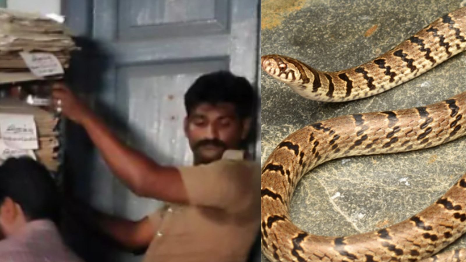 சார்பதிவாளர் அலுவலகத்தில் ஊழியர்களை அலறவிட்ட பாம்பு... - தஞ்சையில் பரபரப்பு