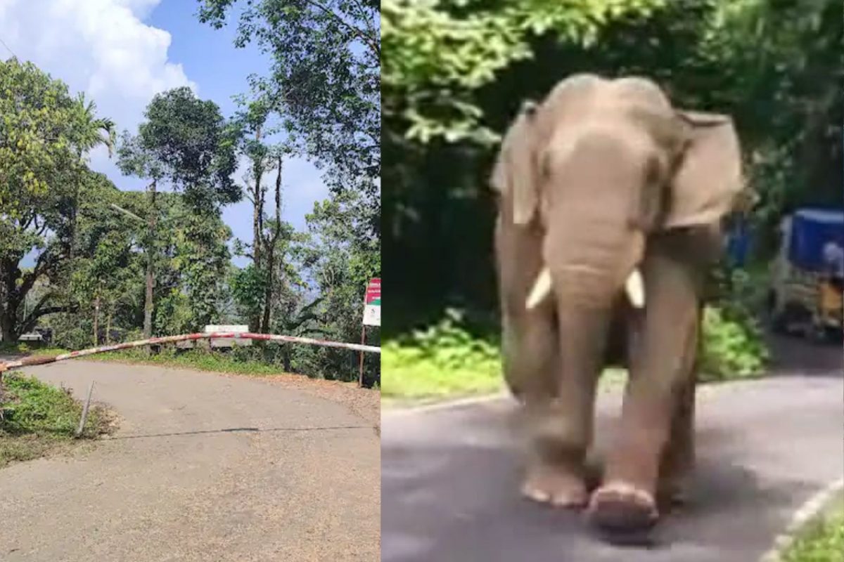 வால்பாறை அருகே மிரட்டும் ஒற்றை காட்டு யானை...
