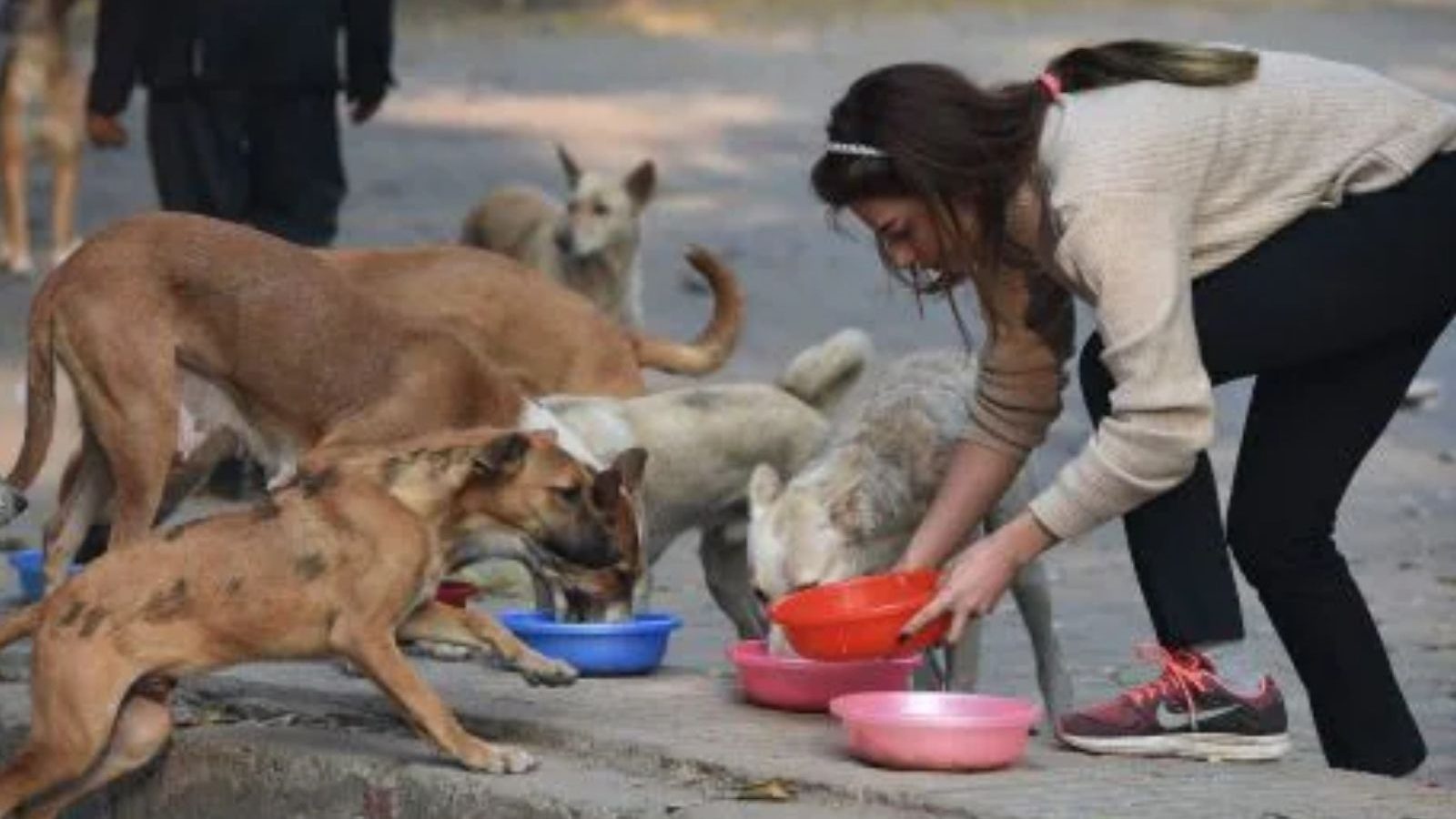 ரூ.20 கோடி நிதியுதவி: பிராணிகள் தொண்டு நிறுவனங்கள் விண்ணப்பிக்கலாம் – விவரம்!