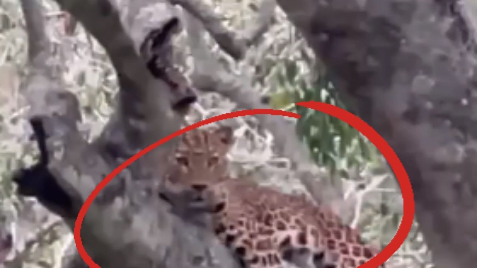 நீ என்ன வேணாலும் பண்ணிக்கோ.. வீடியோவுக்கு போஸ் கொடுத்து மரத்தில் ஒய்யாரமாக ஓய்வெடுத்த சிறுத்தை..!