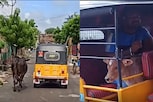 ஈன்ற குட்டியை தூக்கி சென்ற ஆட்டோவை விடாமல் துரத்திய பசுமாடு!