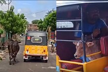 ஈன்ற குட்டியை தூக்கி சென்ற ஆட்டோவை விடாமல் துரத்திய பசுமாடு!