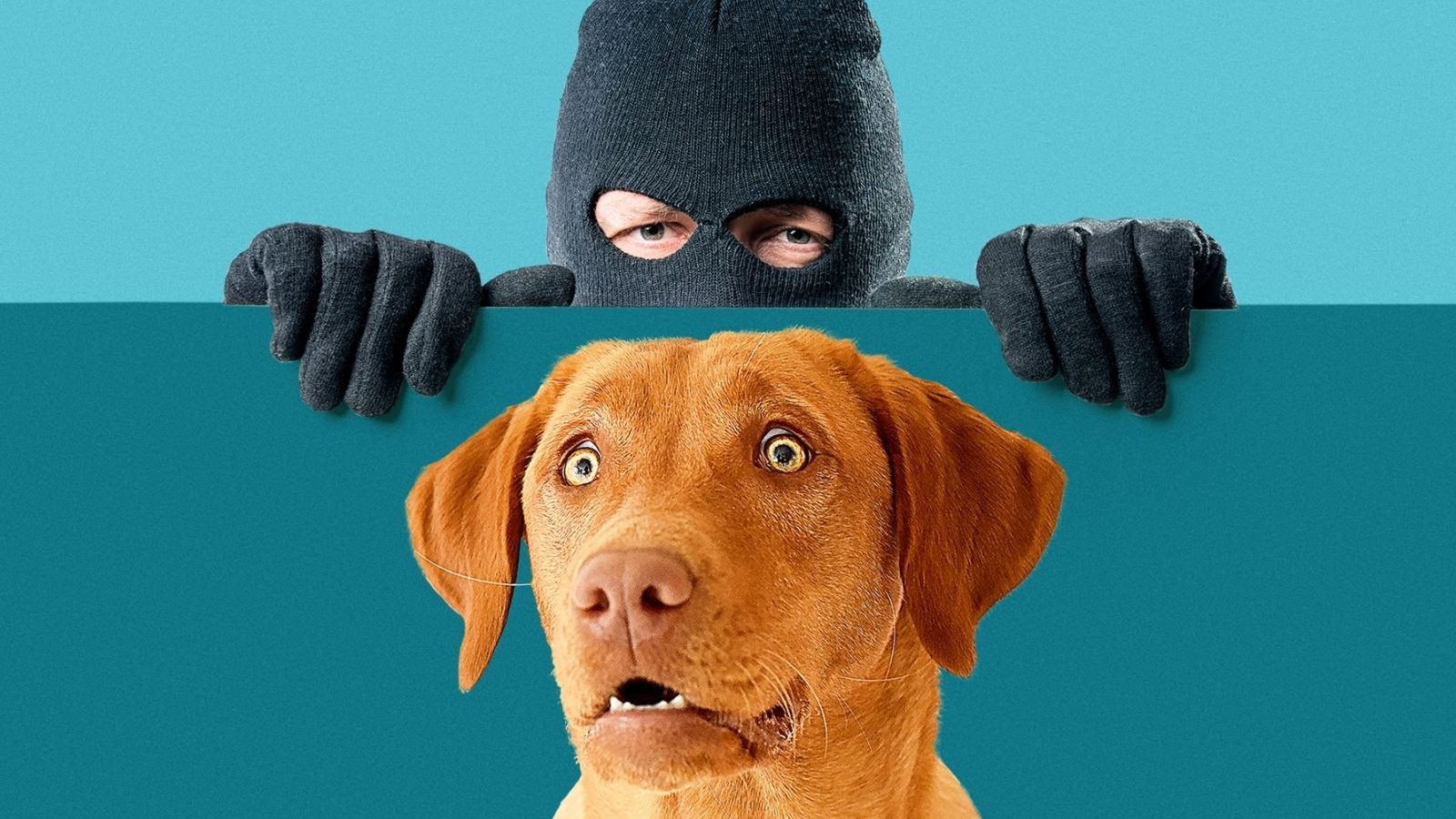 காதலிக்கு பிறந்தநாள் கிஃப்ட்.. மதில் ஏறிக்குதித்து நாய்க்குட்டி திருடிய காதலன்!