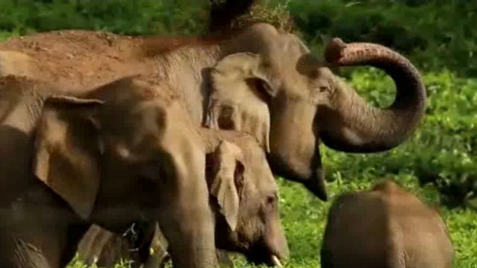 தேயிலை தோட்டத்தில்  முகாமிட்டுள்ள 19 காட்டுயானைகள்.. பீதியில் பொதுமக்கள் - வனத்துறை எச்சரிக்கை