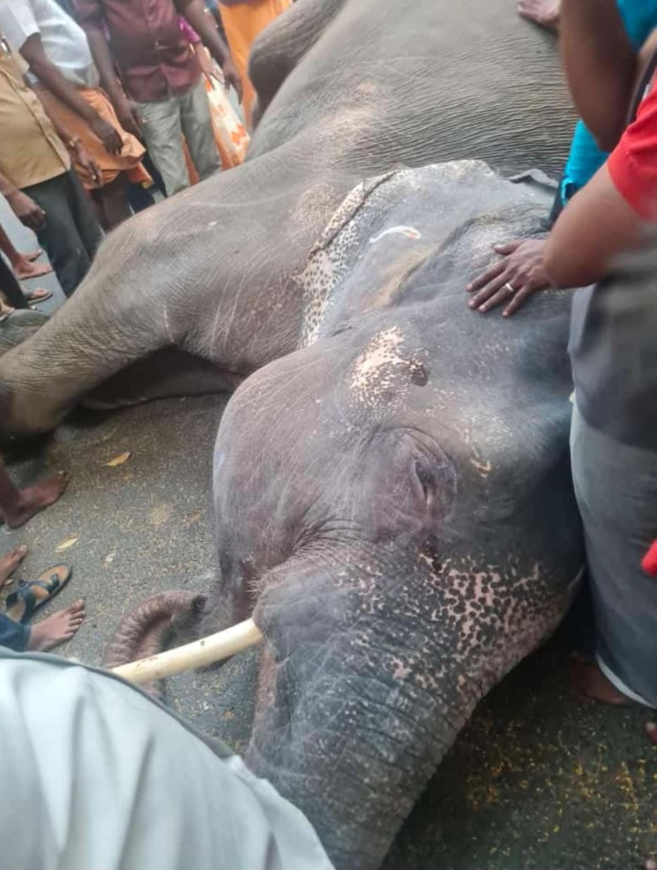  கோவில் யானை திடீரென இறந்த சம்பவம் புதுச்சேரி மக்களை மட்டுமல்லாமல் பிற மாநில பக்தர்களையும் வெளிநாட்டு வாழ் பக்தர்களையும் சோகத்தில் ஆழ்த்தியுள்ளது.