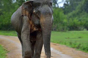 மக்களை அச்சத்தில் ஆழ்த்தும் மக்னா யானைகள்