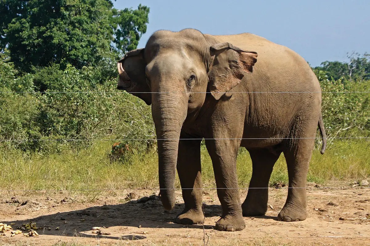   மாவட்டம் கூடலூர் தேவாலா பகுதியில் பொதுமக்களுக்கு இடையூறு ஏற்படுத்தி வரும் மக்னா யானையை பிடிக்க வனத்துறையினர் தொடர்ந்து முயற்சி வருகின்றனர். கடந்த 19ஆம் தேதி கூடலூர் தேவாலா பகுதியில் வீட்டை சேதப்படுத்திய பாப்பாத்தி என்ற பெண்மணியை யானை தாக்கிக் கொன்றது.இந்த சம்பவத்திற்கு பிறகு பிஎம் 2 என பெயரிடப்பட்ட அந்த மக்னா யானையை கடந்த 21 ஆம் தேதி முதல் இன்று வரை வனத்துறையினர் பிடிக்கும் பணியை மேற்கொண்டு வருகின்றனர். இந்த முயற்சியானது 8 நாளாக தொடர்ந்து வரும் நிலையில். மக்னா யானையின் குணாதியங்களை விவரிக்கும் தொகுப்பு தான் இது.