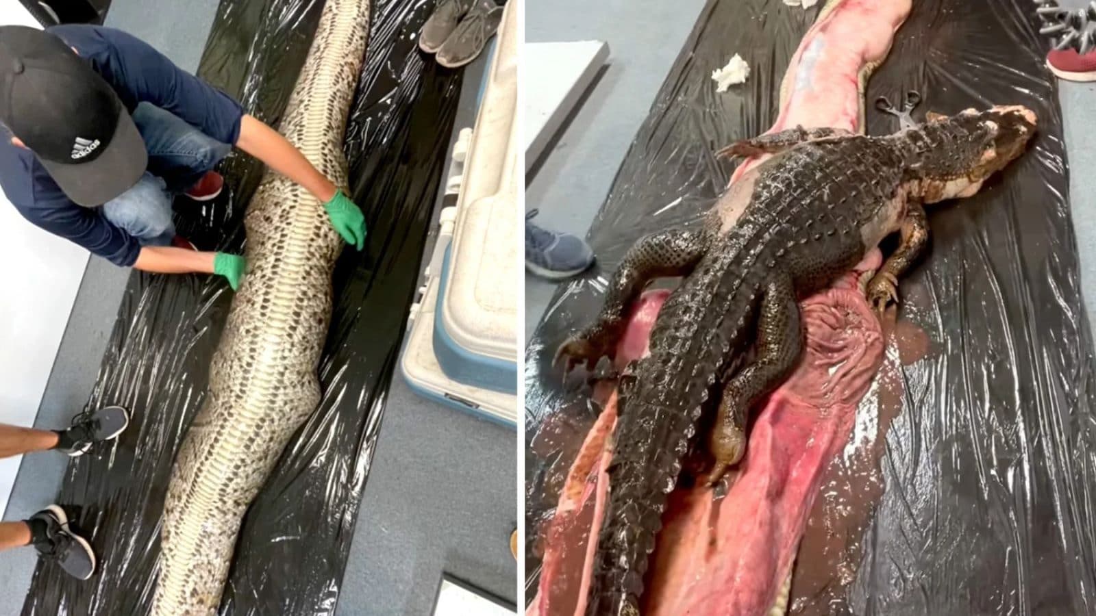 A python swallowed a 5-foot crocodile.. Viral video!