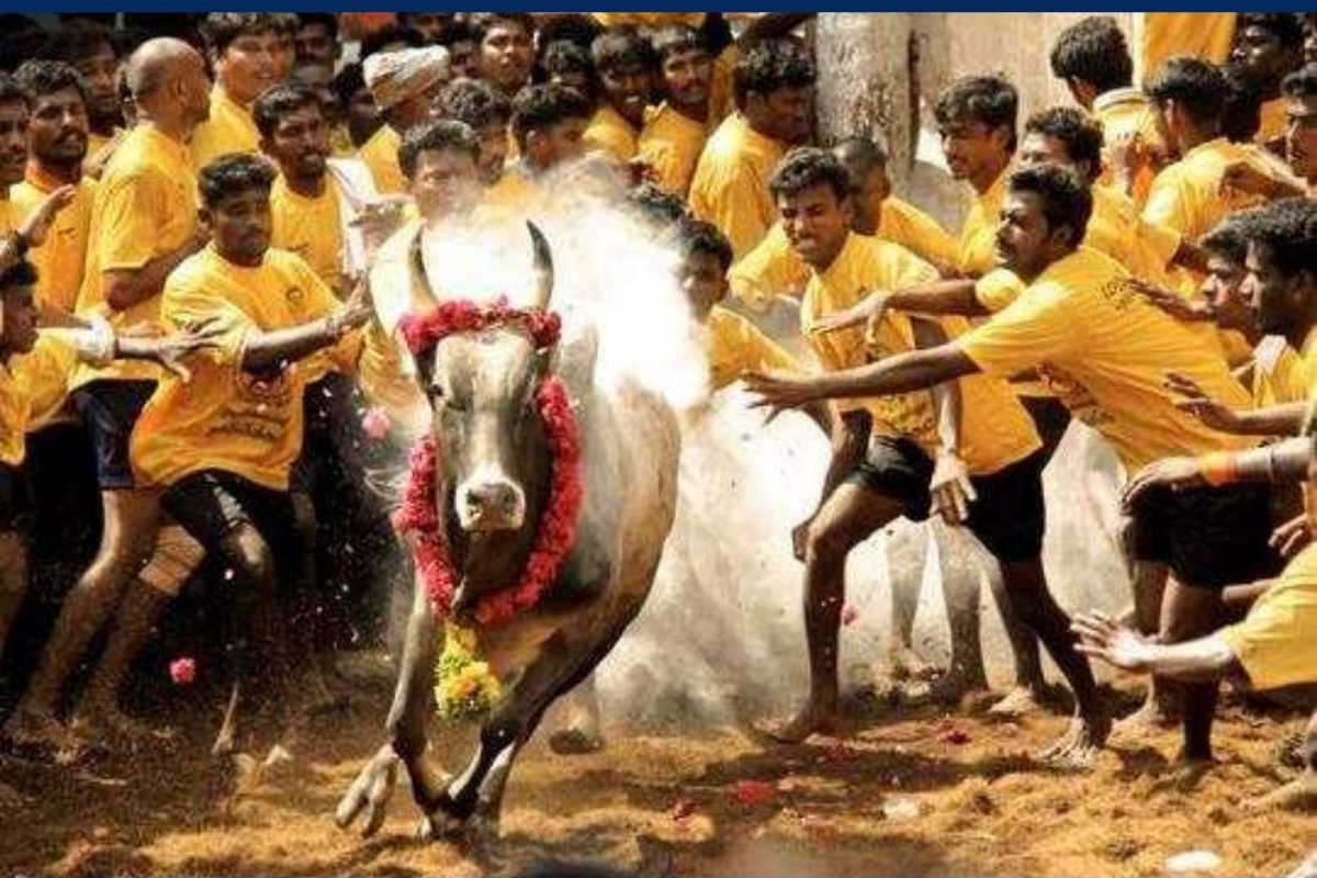 ஜல்லிக்கட்டு