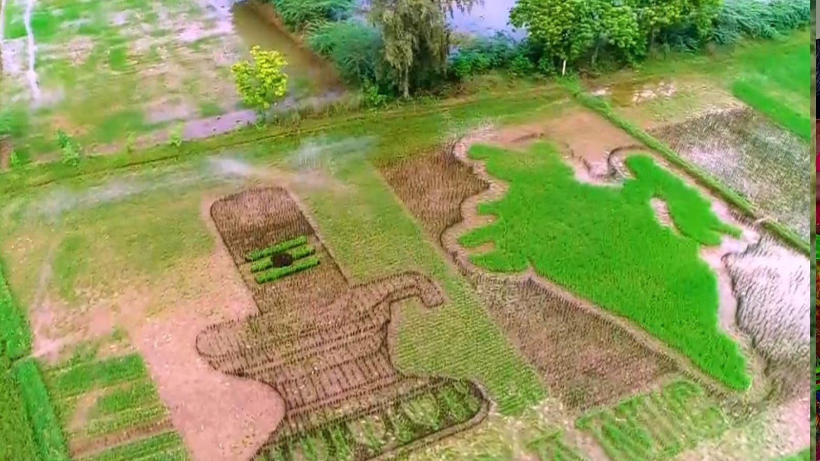 நெற்பயிரில் அழகாய் செதுக்கப்பட்ட சிவலிங்கம், இந்தியா - காரைக்கால் விவசாயி செய்த வித்தியாச முயற்சி!