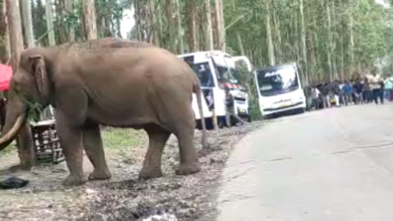 ஊருக்குள் புகுந்த கொம்பன்.. அலறியடித்து ஓடிய பொதுமக்கள்... கேரளாவில் பயங்கரம்