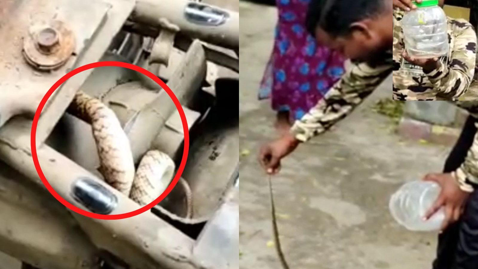 இருசக்கர வாகனத்துக்குள் சீறிய சாரைப் பாம்பு! லாவகமாக பிடித்து வனப்பகுதியில் விட்ட இளைஞர்!