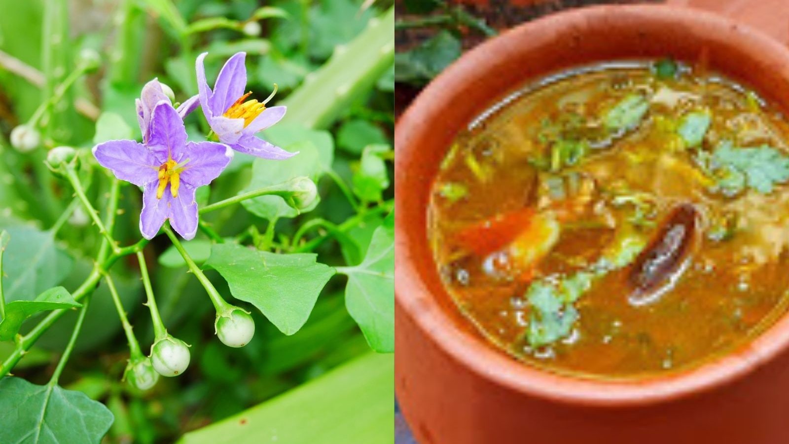 தூதுவளை ரசம் வச்சு சாப்பிடுங்க… சளி, இருமலுக்கு நல்லா கேக்கும்..!