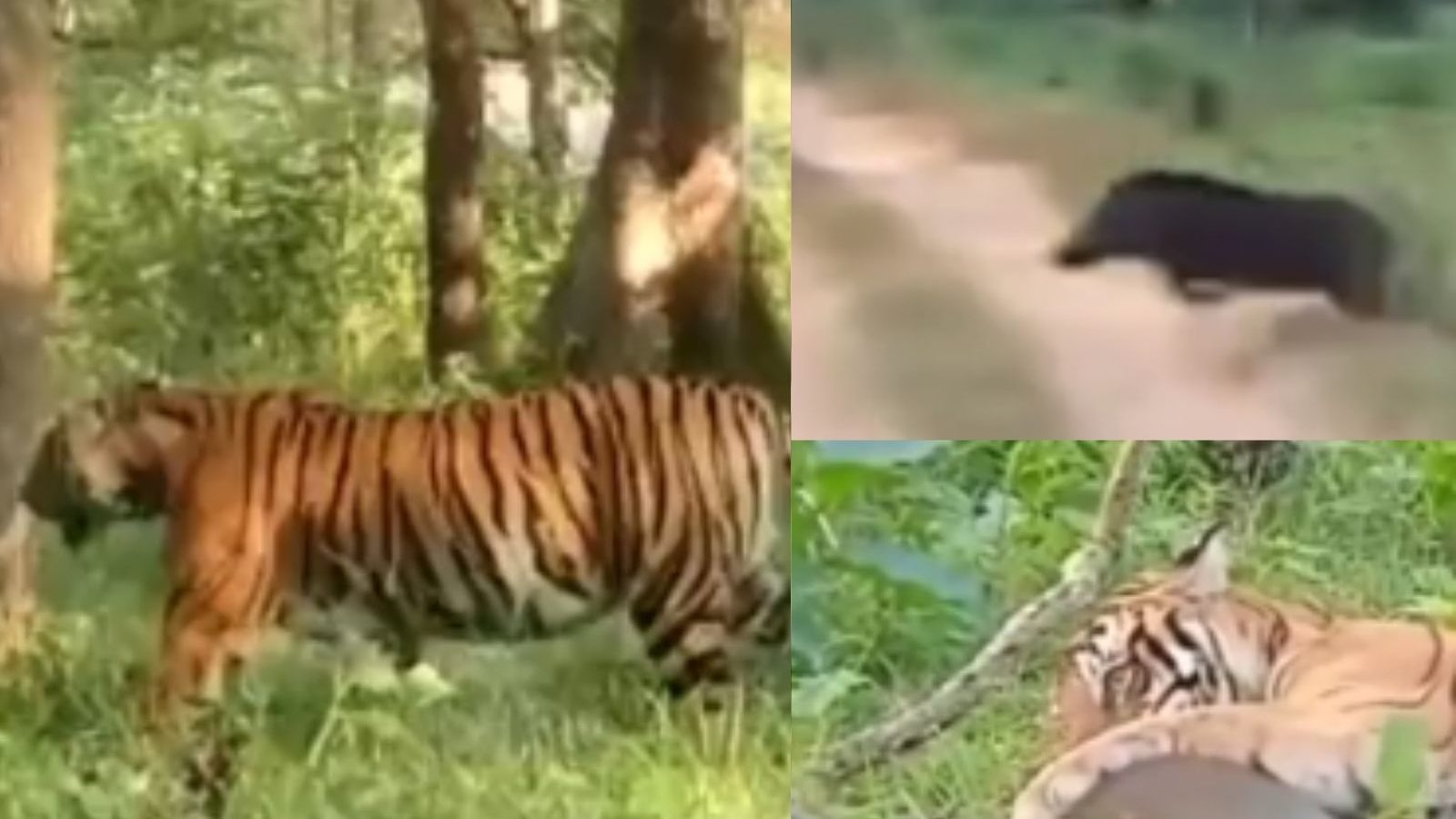 ஓட ஓட விரட்டி காட்டுபன்றியை வேட்டையாடிய புலி.. நேரில் பார்த்து நடுங்கிய சுற்றுலா பயணிகள்..!