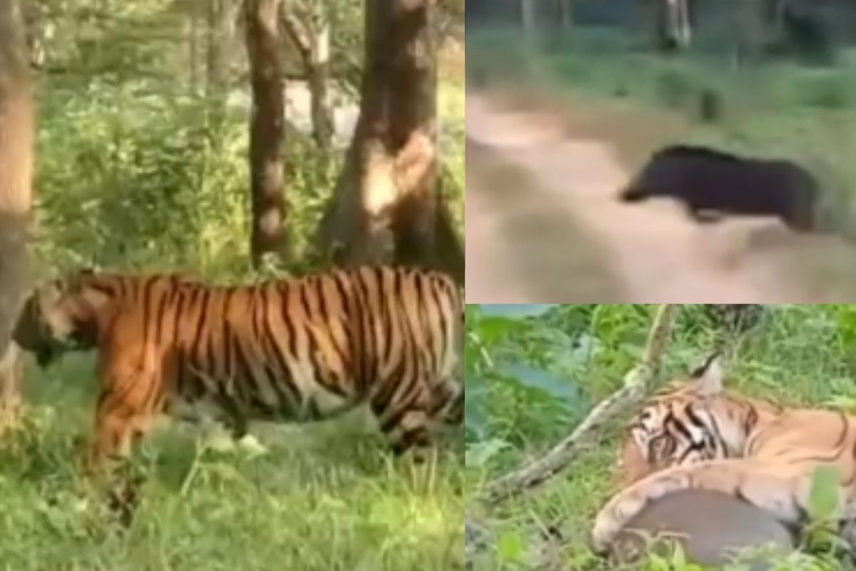 ஓட ஓட விரட்டி காட்டுபன்றியை வேட்டையாடிய புலி.. வைரலாகும் வீடியோ!