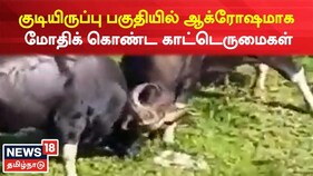 குடியிருப்பு பகுதியில் ஆக்ரோஷமாக மோதிக் கொண்ட காட்டெருமைகள்