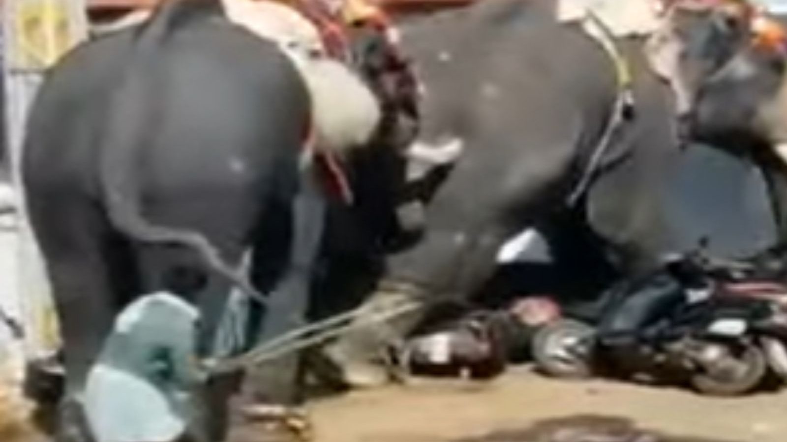 கோயில் திருவிழாவின்போது மோதிக்கொண்ட யானைகள்.. அலறியடித்து ஓடிய பக்தர்கள் - பகீர் காட்சிகள்