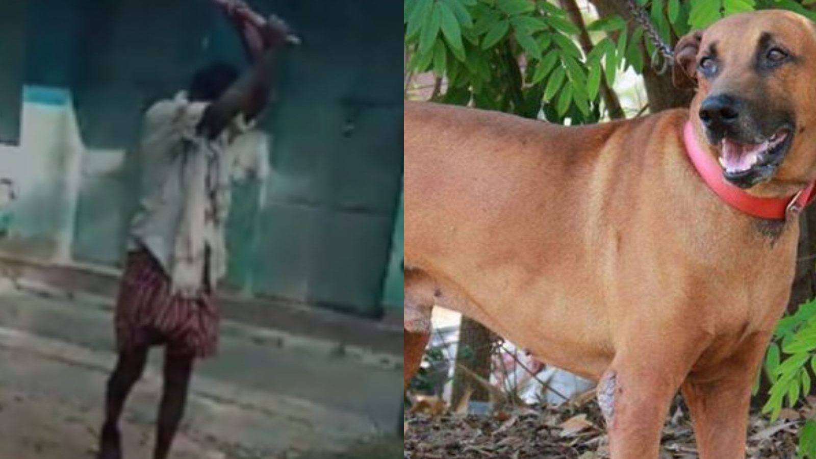 விருதுநகரில் ஷாக் சம்பவம்.. 10-க்கும் மேற்பட்ட நாய்களை அடித்துக் கொன்ற கும்பல்!