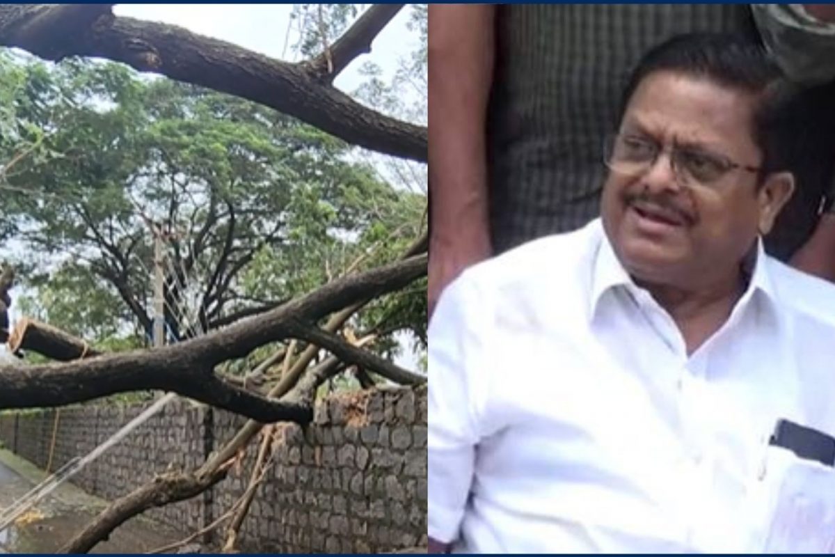 மாண்டஸ் புயல்:வண்டலூர் பூங்காவில் 10க்கும் மேற்பட்ட  மரங்கள் சாய்ந்தன