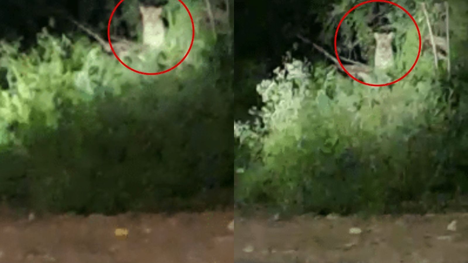 பண்ணாரி சோதனைசாவடியில் சிறுத்தை நடமாட்டம்.. வாகன ஓட்டிகள் அச்சம்