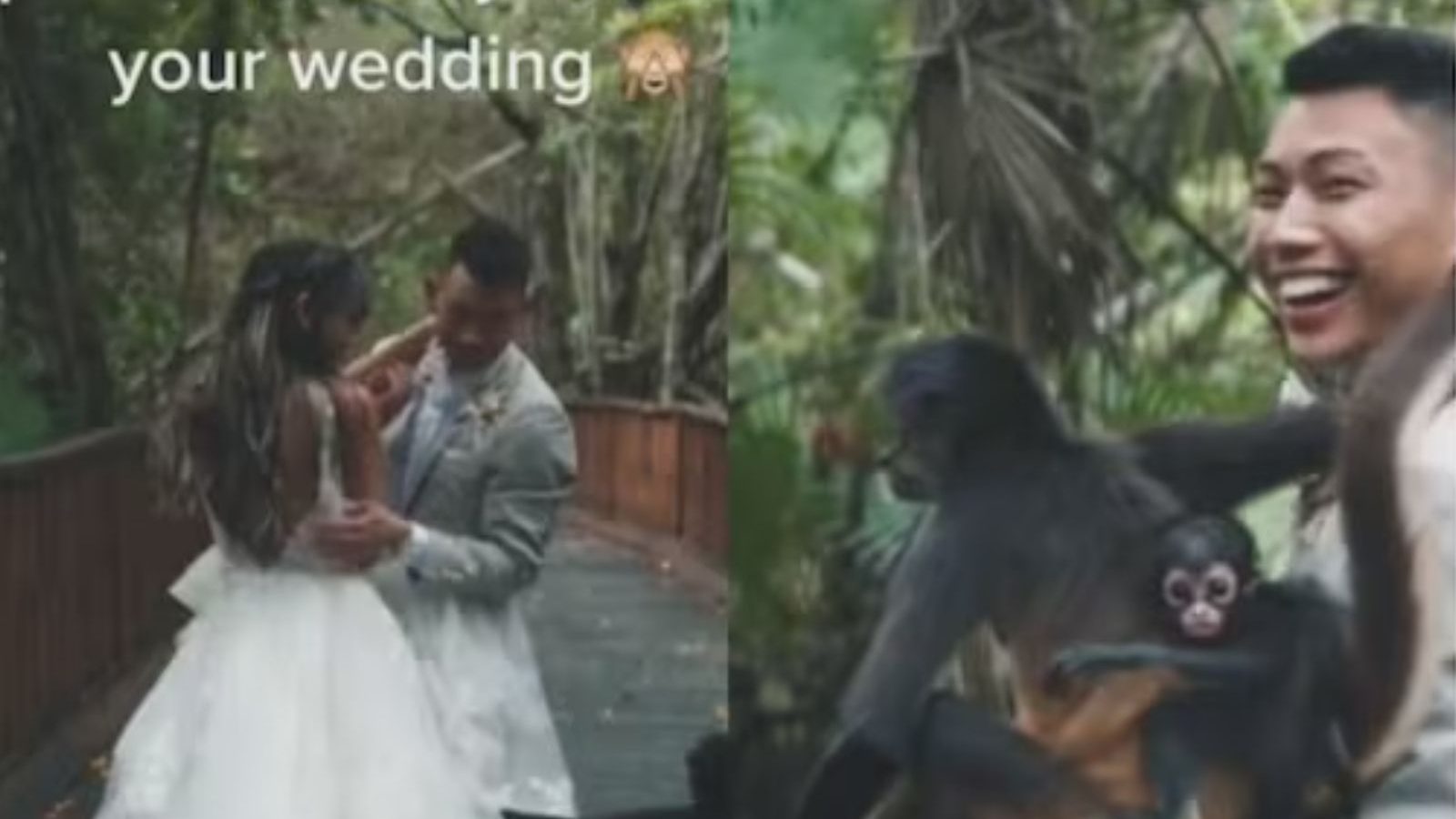 திருமண போட்டோ ஷூட்: திடீரென குட்டியுடன் என்ட்ரி கொடுத்த குரங்கு... அடுத்து நடந்ததுதான் ஹைலைட்!