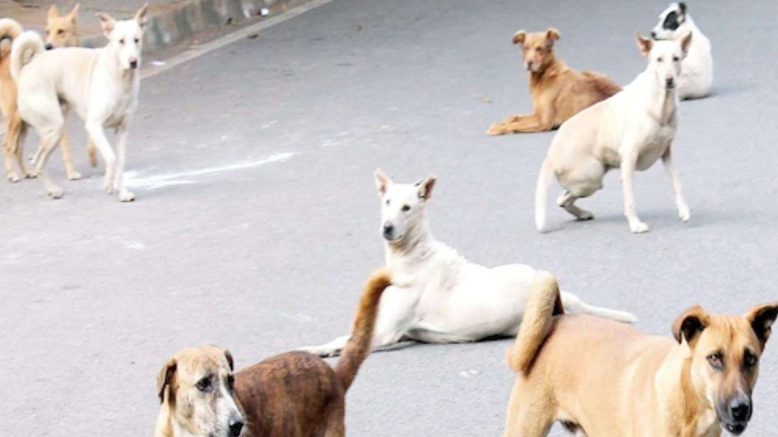 தெரு நாய்கள் கடித்து குதறியதில் 4 வயது சிறுவன் பரிதாப மரணம்! - கர்நாடகாவில் சோகம்!