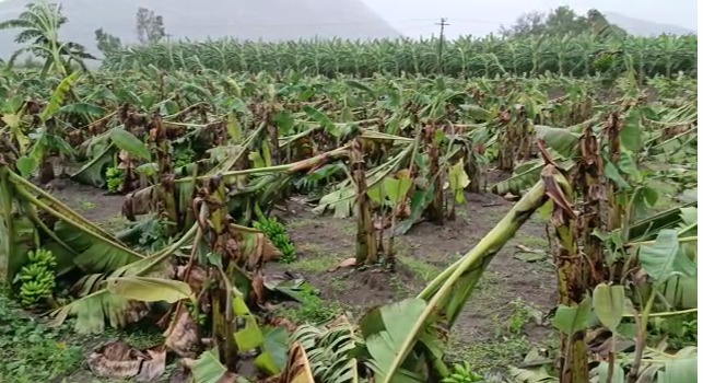  இதேபோல், திருவண்ணாமலை மாவட்டம் ஆரணி அருகே சந்தவாசல் படவேடு புஷ்பகிரி வெல்லூர் பகுதிகளில் மாண்டஸ் புயலால் நேற்று இரவு இருந்து காற்று அதிவேகமாக வீசியதில் 500 ஏக்கர் நடப்பட்டுள்ள சுமார் 50000 வாழை மரங்கள் சேதம் அடைந்துள்ளன. 