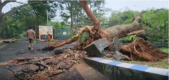  சென்னை அடுத்த வண்டலூர் அறிஞர் அண்ணா உயிரியல் பூங்காவில் மாண்டஸ் புயல் தாக்கம் காரணமாக 10க்கும் மேற்பட்ட ராட்சஸ மரங்கள் வேறோடு சாய்ந்தது. இதில் பூங்காவின் ஒருபக்கம் சுற்று சுவரும் இடிந்து விழுந்தது.