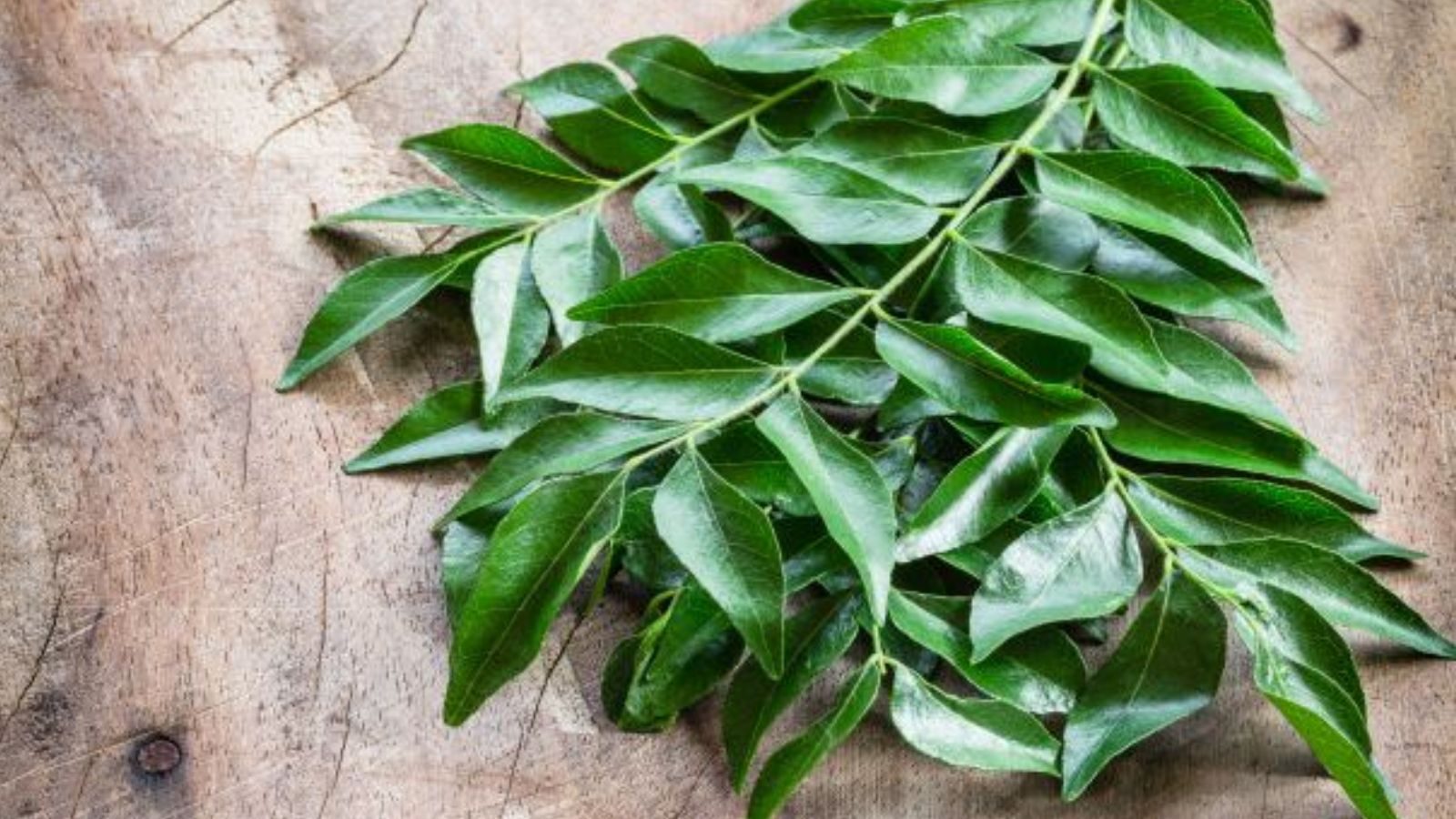 குளிர்காலத்தில் கறிவேப்பிலையை உணவில் ஏன் கட்டாயம் சேர்க்க வேண்டும்..? இந்த 6 காரணங்களை தெரிஞ்சுக்கோங்க..!