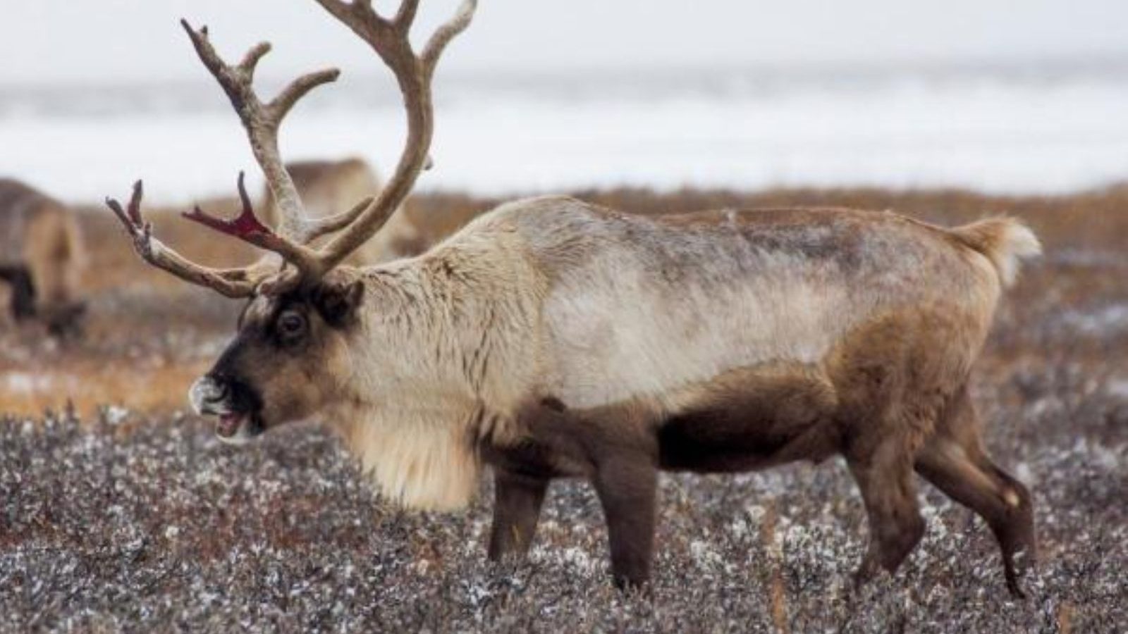 காலநிலை மாற்றம் : ஆபத்தான நிலையில் 42,000 உயிரினங்கள்- WWF அதிர்ச்சி அறிக்கை!