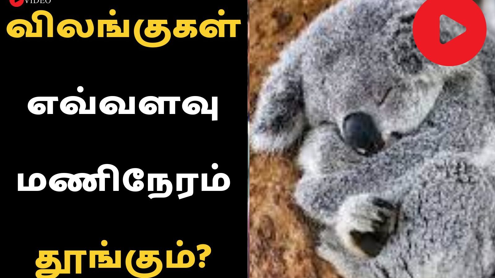 விலங்குகள் எவ்வளவு மணிநேரம் தூங்கும்?