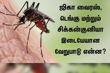 ஜிகா வைரஸ், டெங்கு மற்றும் சிக்கன்குனியா இடையேயான வேறுபாடு என்ன?