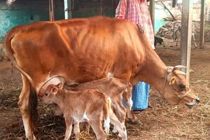 ட்வின்ஸ் கன்றுகளை ஈன்ற பசு.. நாமக்கலில் சுவாரஸ்யம்!