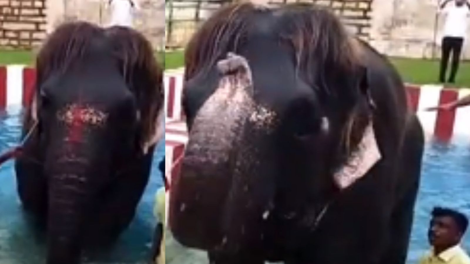 நீச்சல் குளத்தில் குதூகலமாக விளையாடிய  ‘பாப் கட்’ செங்கமலம் யானை.. கைதட்டி ரசித்த பொதுமக்கள்!