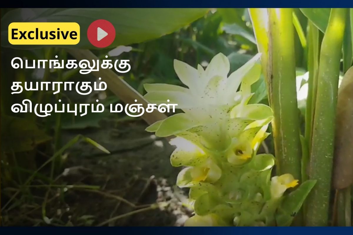 பொங்கல் பண்டிகைக்காக தயாராகும் மஞ்சள்... 