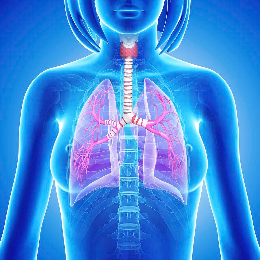 16 female lungs pixologicstudioscience photo library