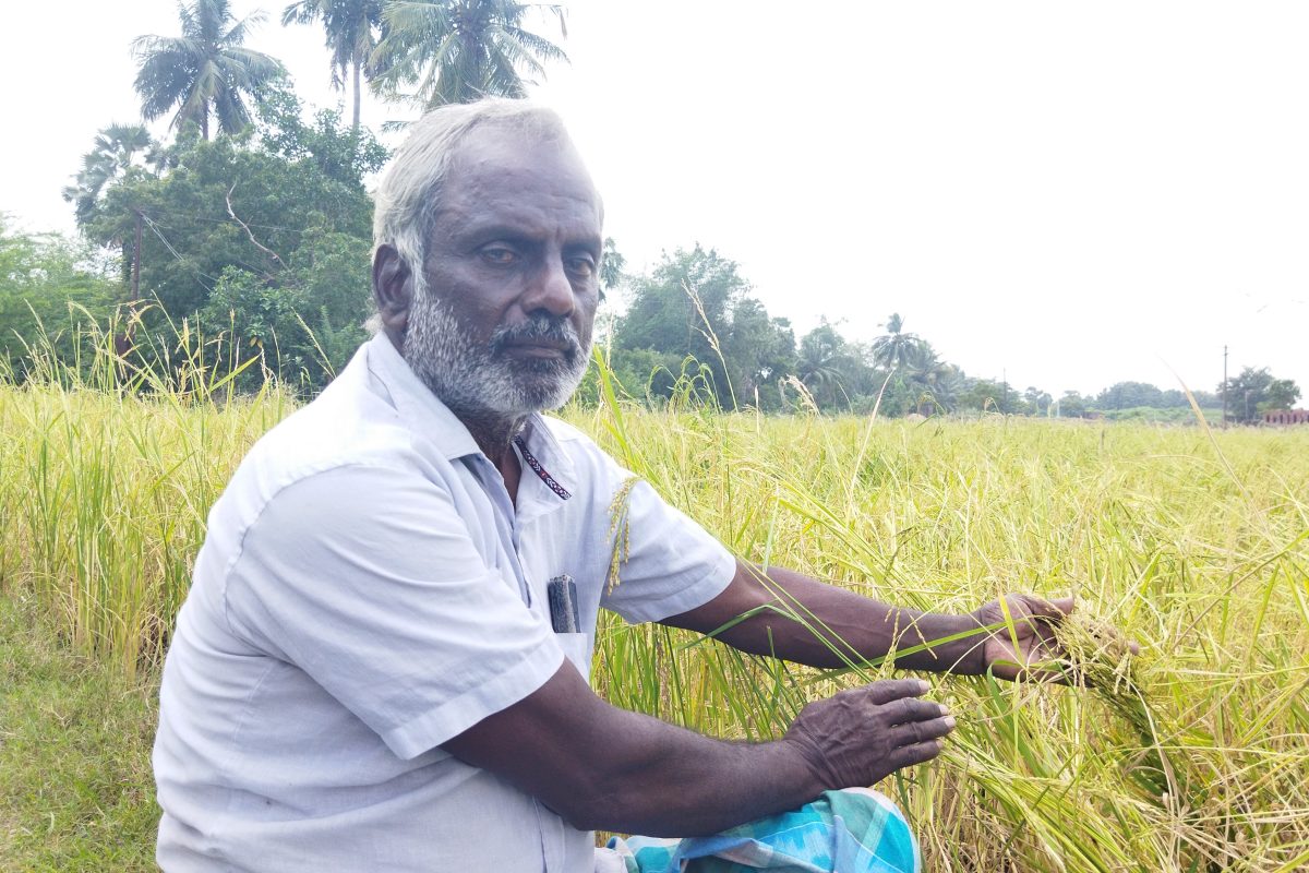 பாரம்பரிய நெல் வகைகளில் இத்தனை மருத்துவ குணங்கள் உண்டா?