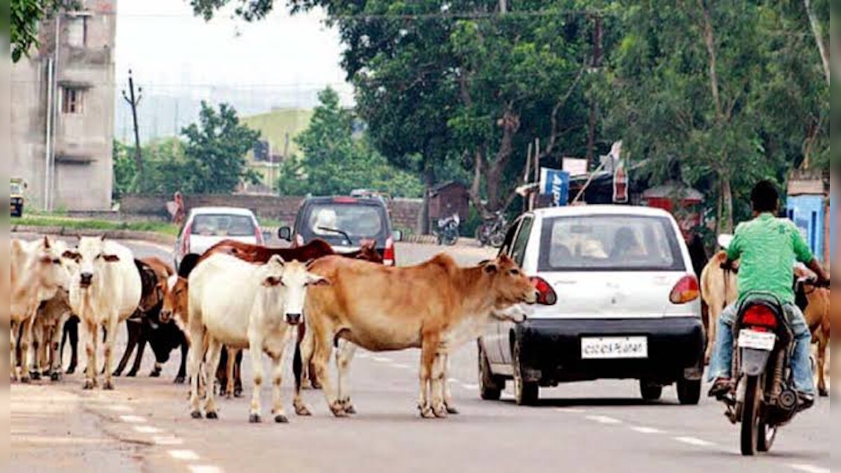 ஆடு,மாடுகளை சாலைகளில் திரிய விடுவோர்க்கு சிவகாசி கோட்டாட்சியர் எச்சரிக்கை!!!