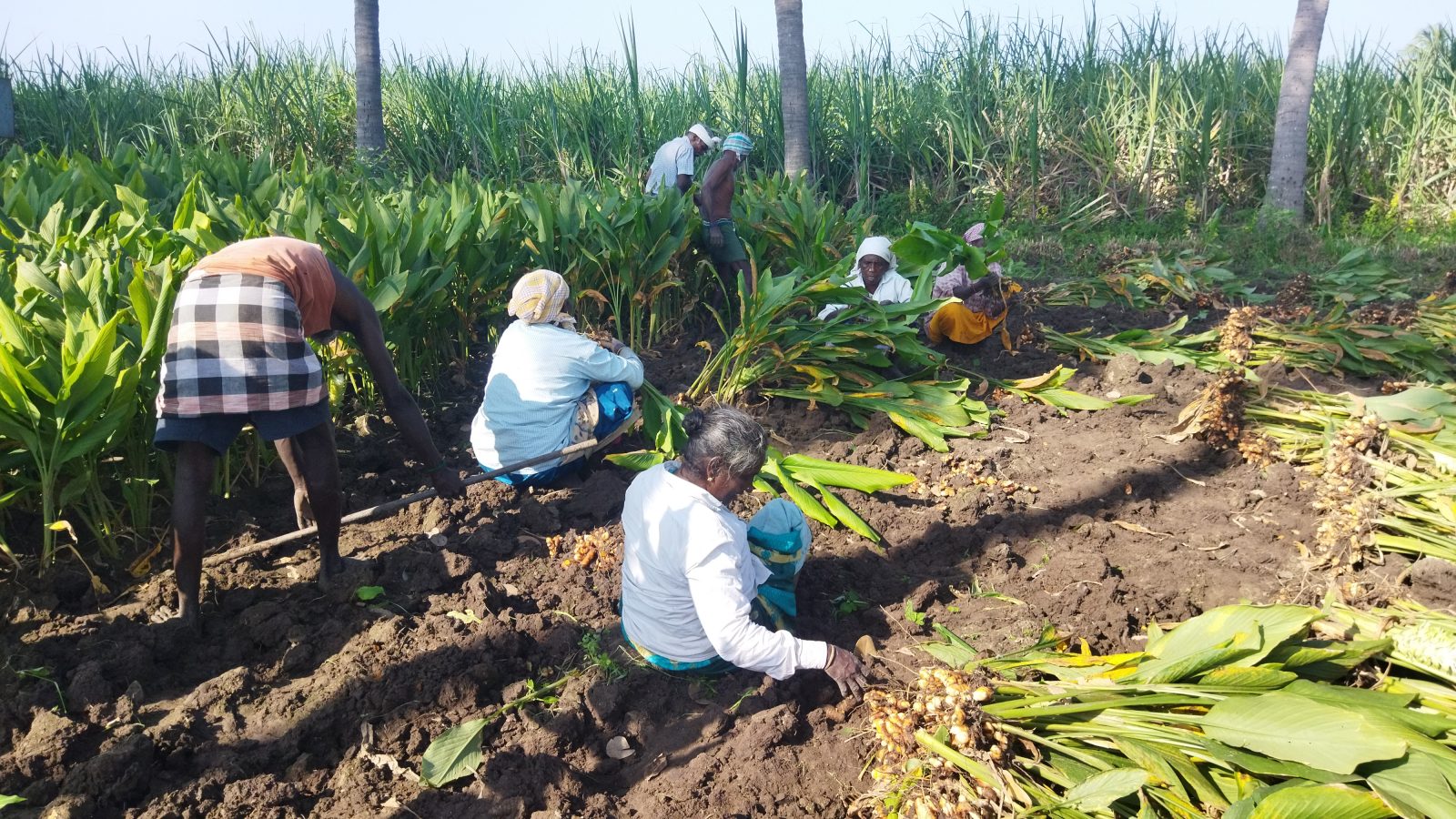 பொங்கல் பண்டிகைக்காக  விழுப்புரத்தில் மஞ்சள் சாகுபடியில் விவசாயிகள் தீவிரம்