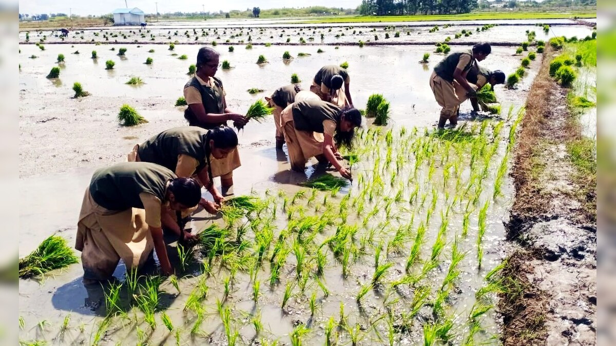 காஞ்சி கூரம் கிராமத்தில் நாற்று நடும் பயிற்சியை மேற்கொண்ட விவசாய கல்லூரி மாணவர்கள்