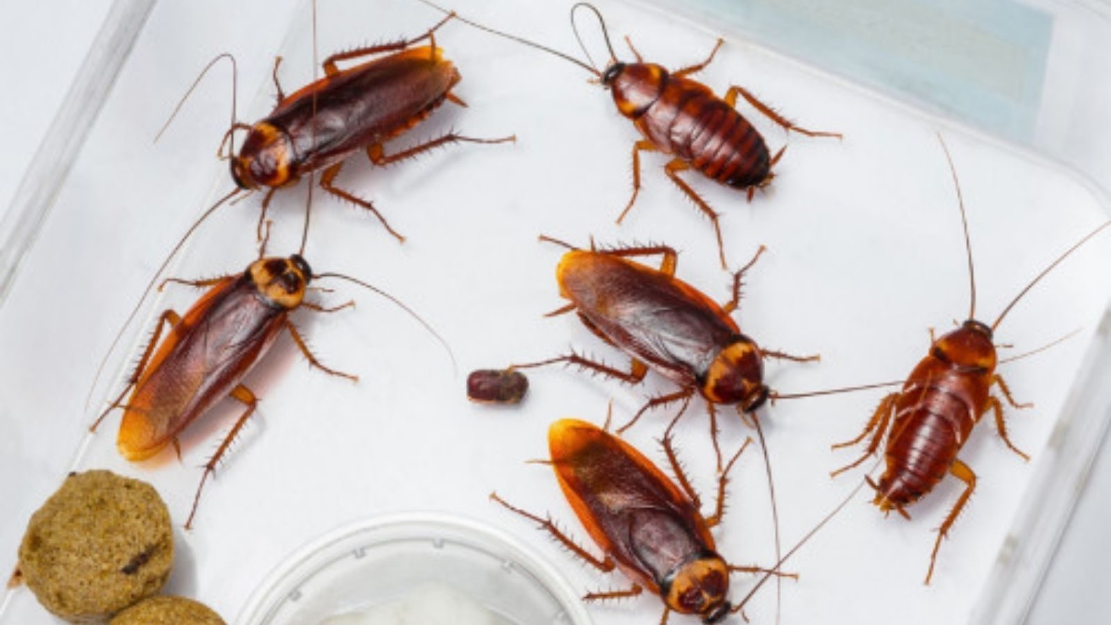 லீவ் சம்பளம் தராத கடுப்பில் கிச்சனுக்குள் கரப்பான் பூச்சிகளை விட்ட சமையல்காரர் -17 மாத சிறை தண்டனை!