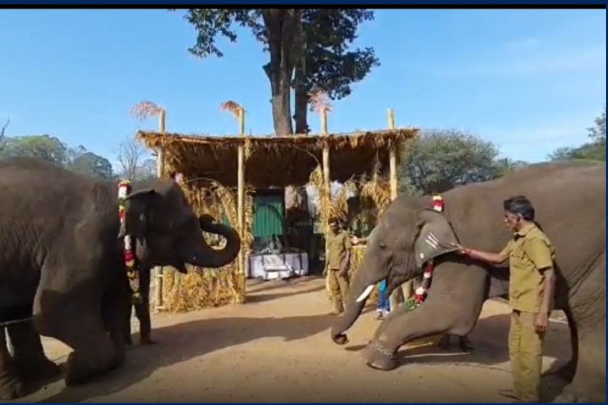 டாப்ஸ்லிப்பில் யானை பொங்கல் கொண்டாட்டம்.. இது என்ன புதுசா இருக்கே?