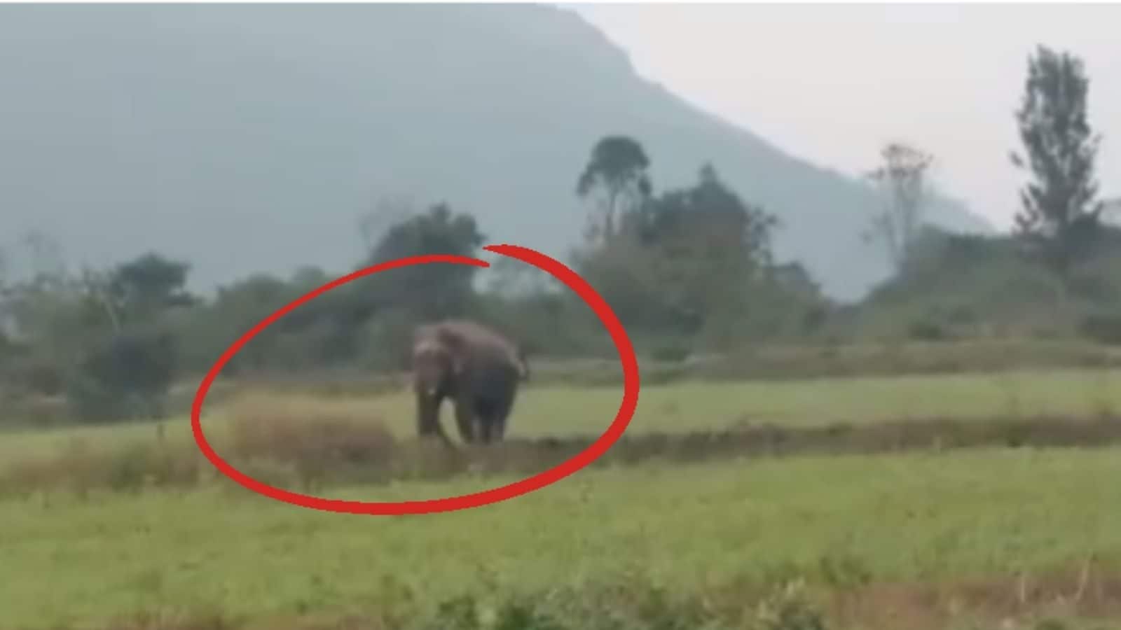 ஈரோடு: பூதிக்காடு விவசாய நிலத்தில் புகுந்து காட்டு யானை அட்டகாசம் -  பொதுமக்கள் அச்சம்