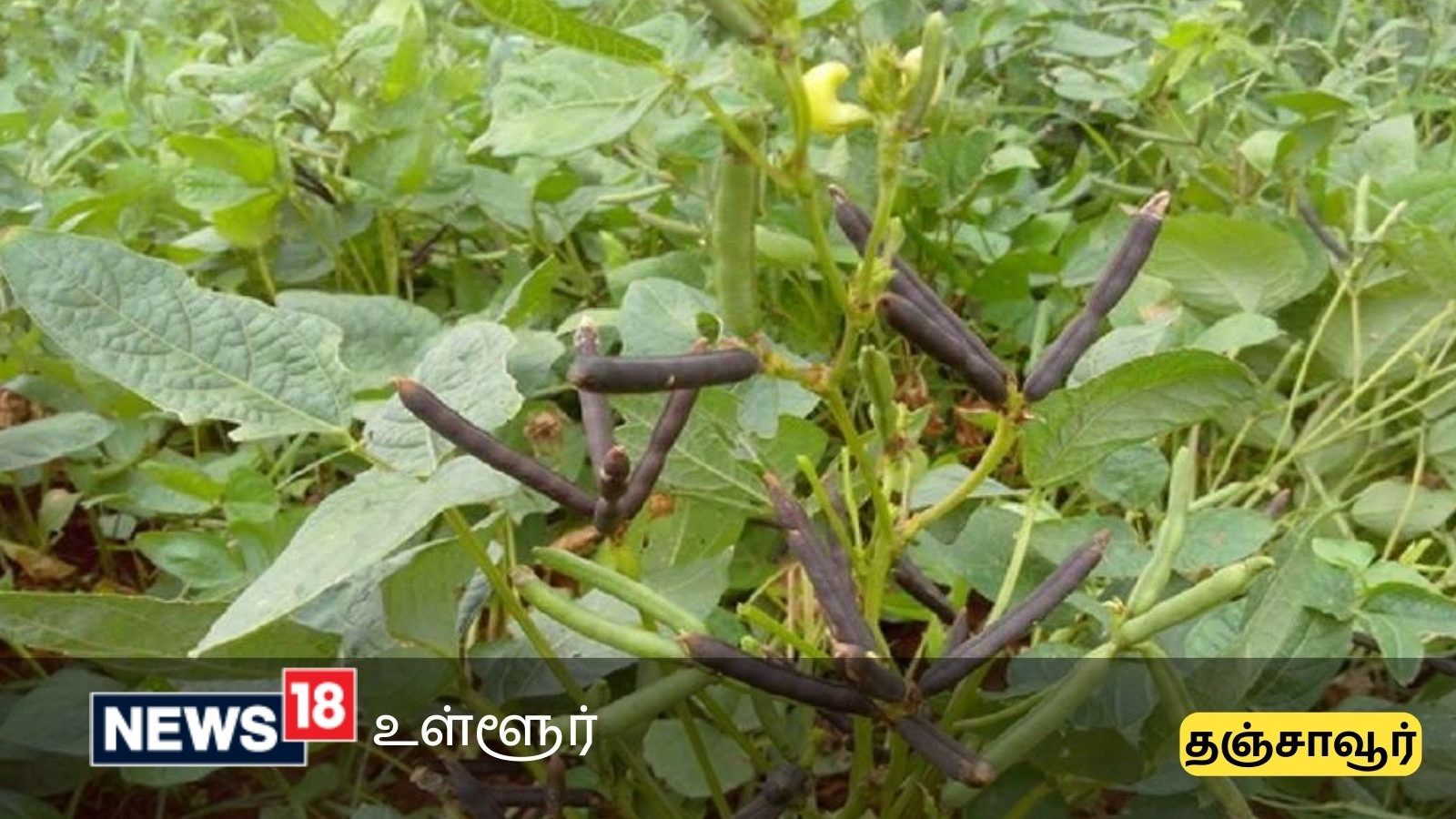 உளுந்து பயிர் காப்பீடு - தஞ்சாவூர் மாவட்ட விவசாயிகளுக்கு முக்கிய அறிவிப்பு