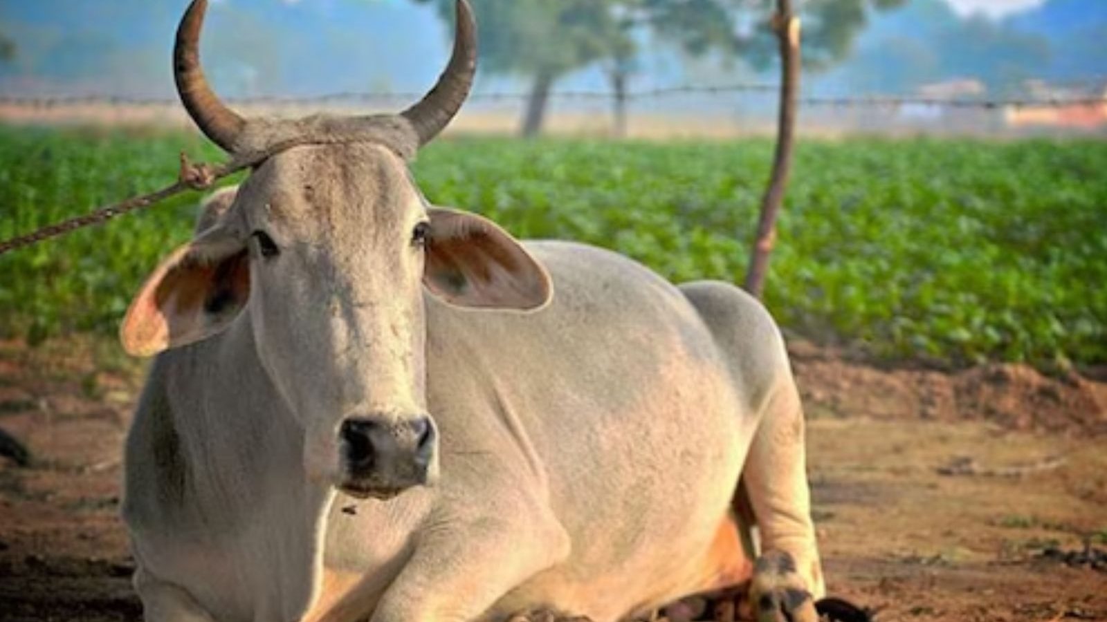 பசுக்களை கொல்வதை நிறுத்தினால் உலகின் பிரச்னைகள் தீரும்... குஜராத் நீதிமன்றம்